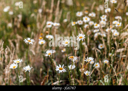 Leucanthemum Vulgare, die Ochsen-Auge Daisy oder Oxeye Daisy, Wiesenblumen Stockfoto