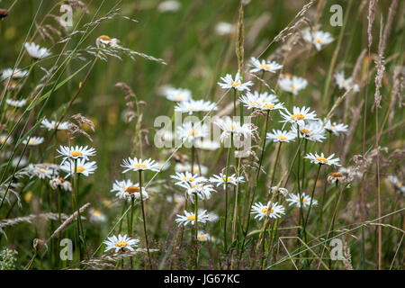 Weiße Gänseblümchen Leucanthemum vulgare Oxeye Gänseblümchen Wildblumen Wiesenblumen im Juni Stockfoto