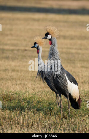 Sambia, South Luangwa Nationalpark. Zuchtpaar grau gekrönt Kraniche in Grünland Lebensraum (Balearica Regulorum) Kran Familie seltene, gefährdete. Stockfoto