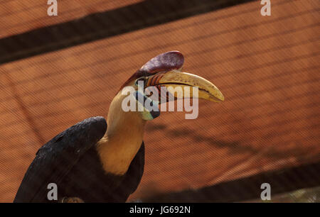 Genoppt Hornbill Vogel Rhyticeros Cassidix findet man in Indonesien Stockfoto