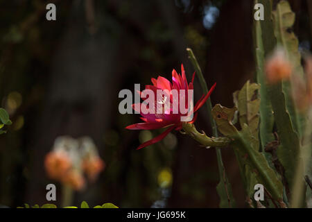 Rot Trichocereus Spachianus Kaktus Blume blüht auf einem Kaktus in Arizona. Stockfoto