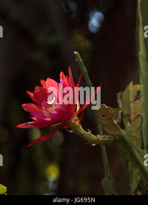 Rot Trichocereus Spachianus Kaktus Blume blüht auf einem Kaktus in Arizona. Stockfoto