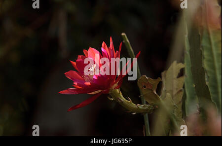 Rot Trichocereus Spachianus Kaktus Blume blüht auf einem Kaktus in Arizona. Stockfoto