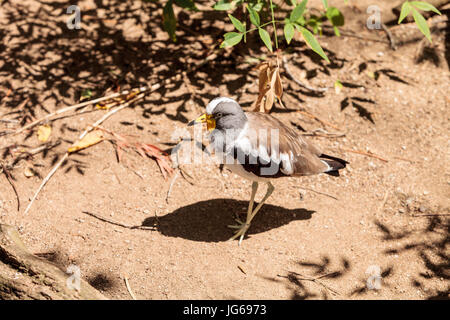 Gescheckte Kiebitz Vanellus Albiceps Sitzstangen auf einem Felsen genannt. Dieser Vogel hat gelbe Klappen an der Seite von seinem Gesicht, die von einem Hai Schnabel zu verlängern. Stockfoto