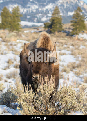 Kuh-Bison hinter Beifuß Strauch in Wiese im winter Stockfoto