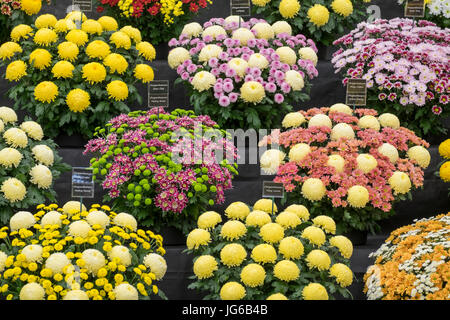 3. Juli 2017. RHS Hampton Court Palace Flower Show. Chrysantheme Display im floralen Festzelt Stockfoto