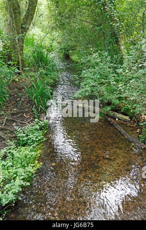 Ein Blick auf die Fox Beck durch die Gemeinsame bei southrepps, Norfolk, England, Vereinigtes Königreich. Stockfoto