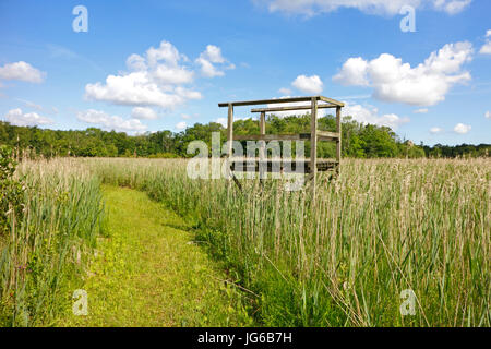 Ein Blick auf einen Schnitt Fußweg durch Röhricht im Naturreservat am Upton Fen, Norfolk, England, Vereinigtes Königreich. Stockfoto