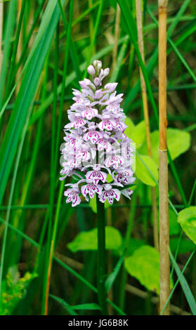 Eine gemeinsame Orchid beschmutzt, Dactylorhiza fuchsii, Blume Spike auf southrepps Gemeinsame, Norfolk, England, Vereinigtes Königreich.