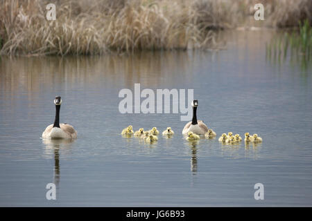 Kanadische Gänse schwimmen mit einer Krippe junger Goslings in einem Feuchtgebiet im Frank Lake Conservation Area, einem nordamerikanischen Wasservögel-Management-Plan-Projekt Stockfoto