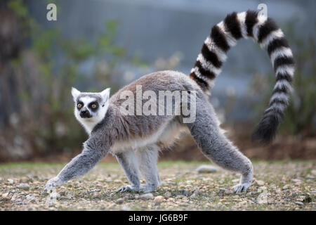 Ring-tailed Lemur (Lemur catta) zu Fuß Stockfoto