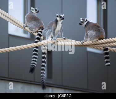 Die Lemuren (Lemur catta) an Seilen im Land der Lemuren, ein beeindruckendes Lemurerlebnis im Calgary Zoo Stockfoto