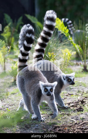 Kattas (Lemur Catta) Stockfoto