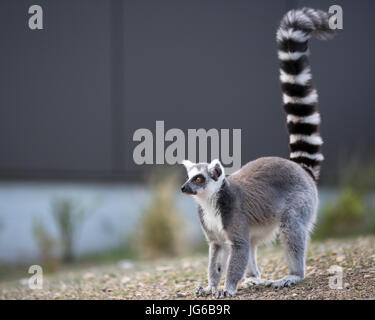 Der Ringschwanz-Lemur (Lemur catta) im Land der Lemuren, ein beeindruckendes Lemurerlebnis im Calgary Zoo Stockfoto