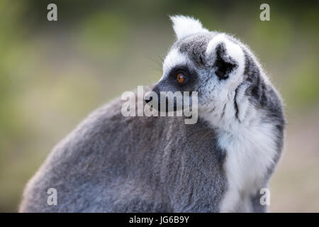 Ringelmonschl (Lemur catta) Nahaufnahme, blickt über die Schulter zurück Stockfoto