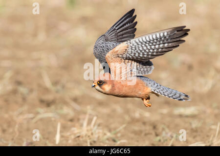 Red-footed Falcon (Falco Vespertinus), erwachsenes Weibchen im Flug Stockfoto