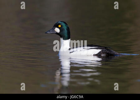 Schellenten (Bucephala Clangula), Männchen im Wasser schwimmen Stockfoto