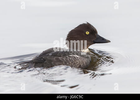 Schellenten (Bucephala Clangula), erwachsenes Weibchen Schwimmen im Wasser Stockfoto