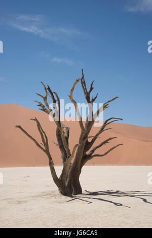 Alten Toten Camelthorn Baum (Vachellia Erioloba) im Deadvlei, Salzpfanne Sossusvlei, Namib-Naukluft-Nationalpark, Namibia Stockfoto