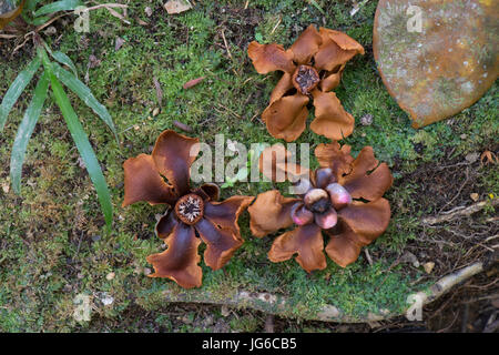 Würgefeige: Ficus sp. gefallenen Blüten am Boden des Regenwaldes. Trinidad. Stockfoto