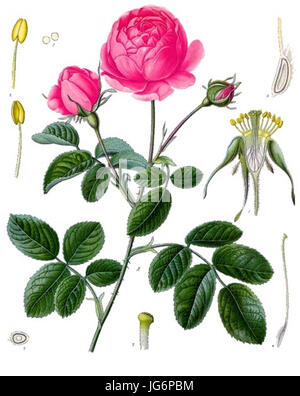 Rosa Centifolia - Köhler-s Medizinal-Pflanzen-1 Stockfoto