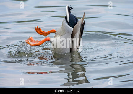 Eine männliche Stockente Fütterung auf dem Grund des Sees Stockfoto