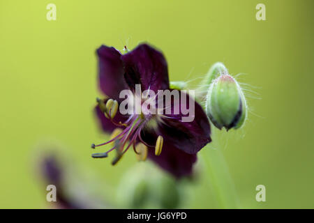 Nahaufnahme des düsteren Kranichs aus dem Grasland Stockfoto