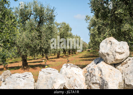 Großen, alten Olivenhain neben Ostuni, Italien Stockfoto