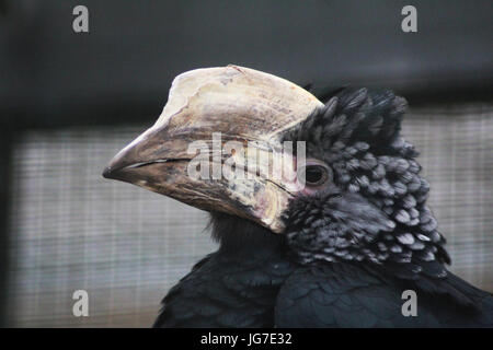 Trompeter Hornbill (Bycanistes Bucinator) Stockfoto