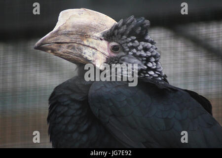 Trompeter Hornbill (Bycanistes Bucinator) Stockfoto