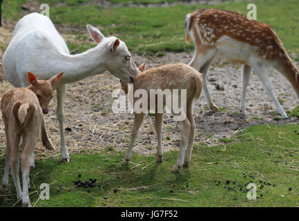 Damwild jung Stockfoto