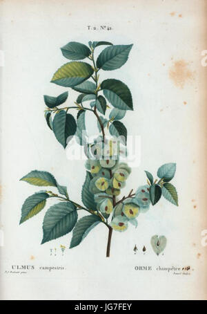 T2 42 Ulmus Campestris par Pierre-Joseph Redouté Stockfoto