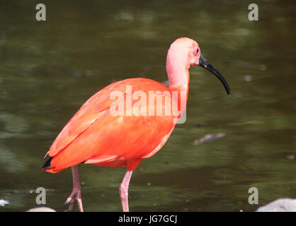 Roter Ibis (Eudocimus Ruber) Stockfoto
