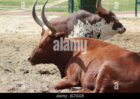 Ankola Kuh Stockfoto