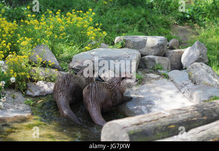 Asiatische kleine krallte otte Stockfoto