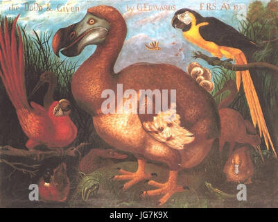 Der Dodo 26 gegeben durch G.Edwards 1759 Stockfoto