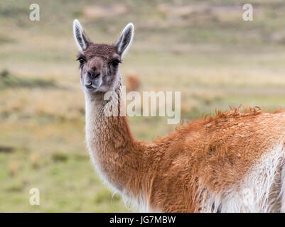 Neugierig Guanako in Chile Stockfoto