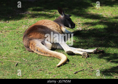 Rote kangaro Stockfoto