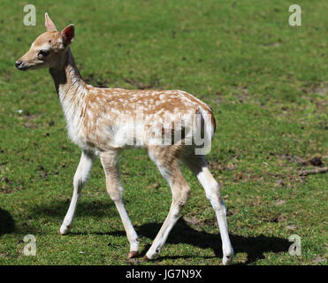 Damwild jung Stockfoto