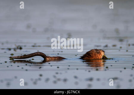 Bisamratte Schwimmen auf dem See, Crna Mlaka Stockfoto