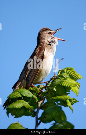 Große Teichrohrsänger singend auf dem Zweig Stockfoto
