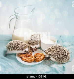 Lustige Igel in der Nähe von einem Becher Milch Stockfoto