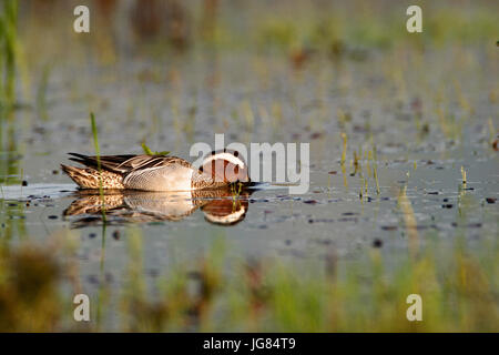 Krickente, Spachtel querquedula auf einem flachen See Stockfoto