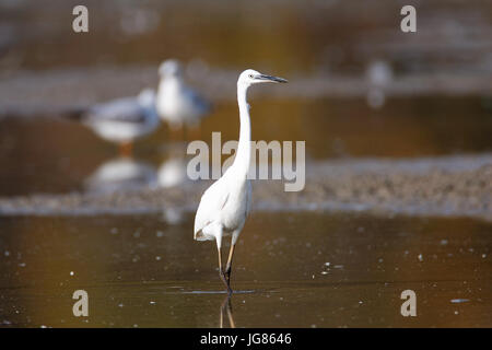 Das große Egrett in seichten Marschen Stockfoto