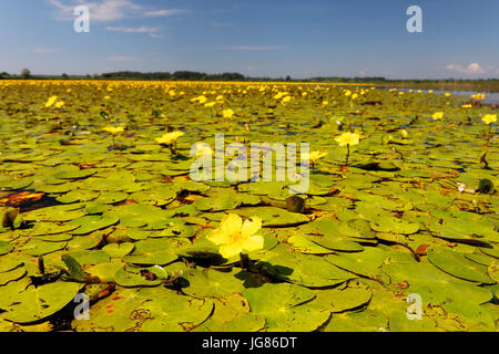 Gefranste Seerose bedecken die Wasseroberfläche in Crna Mlaka Stockfoto