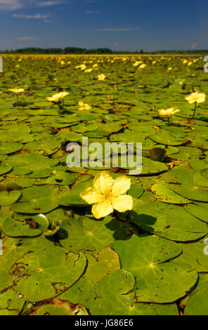 Fransen Seerose abdecken die Wasseroberfläche in Crna Mlaka Stockfoto