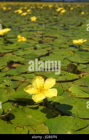 Fransen Seerose abdecken die Wasseroberfläche in Crna Mlaka Stockfoto