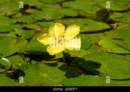 Die ausgefranste Seerosenblüte bedeckt die Wasseroberfläche in Crna Mlaka Stockfoto