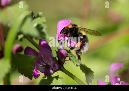 Hummel auf lila Toten-Nessel Stockfoto