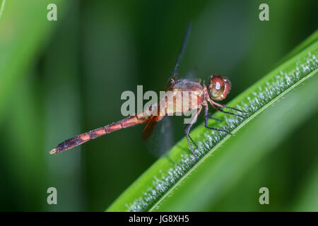 Dragonlet rot-Jaguaren, "Erythrodiplax Fervida", Männlich-La Selva, Costa Rica Stockfoto